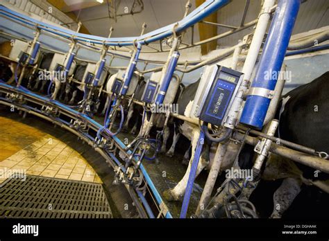 Dairy Farming Dairy Cows In Rotary Milking Parlour On Organic Farm