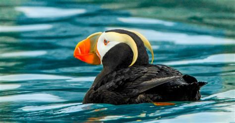 Puffins Galore | ALASKA.ORG