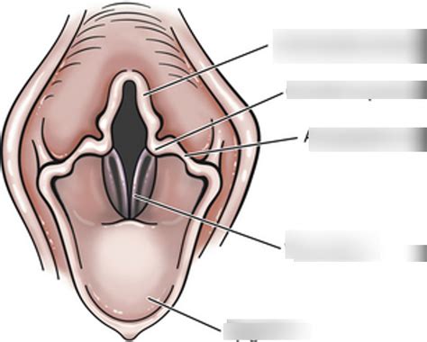 Glottis diagram Diagram | Quizlet