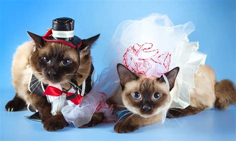 5 Themed Costume Ideas for Your Cat - The Catington Post