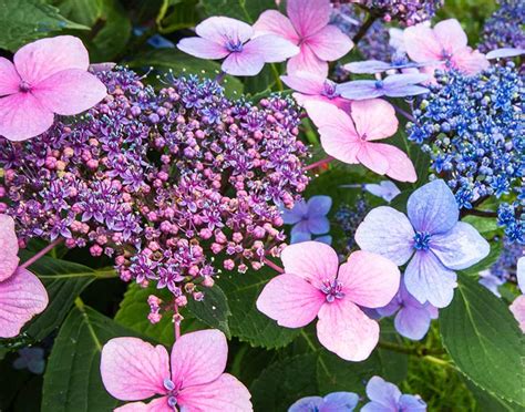 How To Grow And Care For Hydrangeas