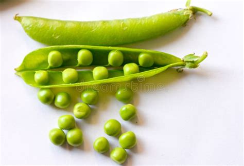 Freshly Harvested Garden Pea Or Pisum Sativum Pods Stock Photo Image