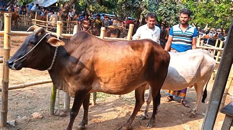 আজ ২১ মে২৪ কুমিল্লার খামারী কেমন দামে মাংসের ওজন সহ বড় বড় গরু