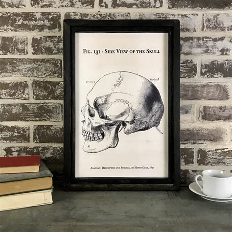 Vintage skull artwork - framed skull diagram - ca. 1870 - printed on canvas