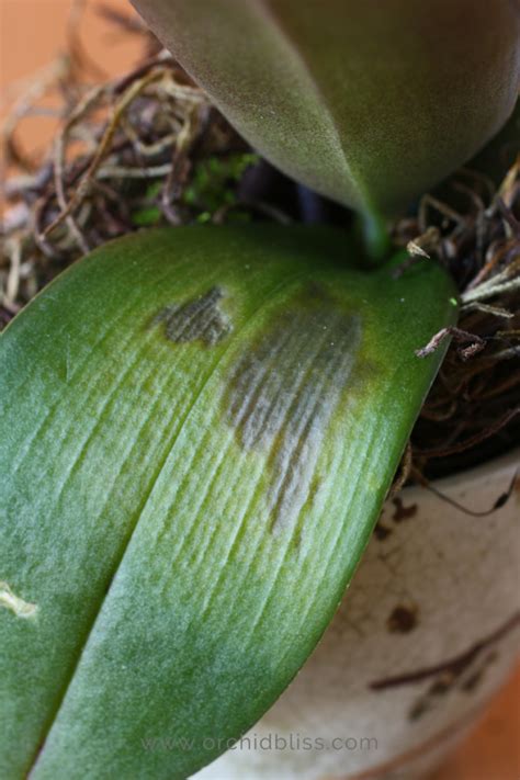 Got A Sick Orchid How To Treat Orchid Pests And Disease Orchid Bliss