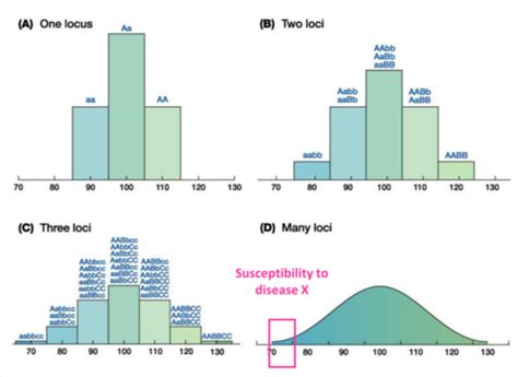 L Inherited Multifactorial Genetic Disorders Flashcards Quizlet