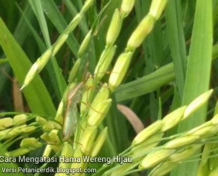 Cara Mengatasi Membasmi Hama Wereng Hijau Pada Tanaman Padi Petani Cerdik