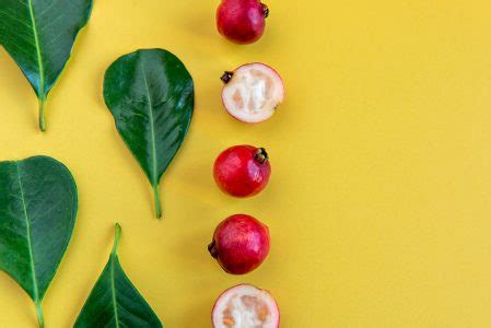 Folhas E Frutos Cattley Goiabeira Frutos Vermelhos Psidium Bovinoyanum