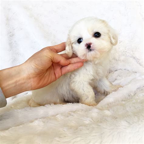 Teacup Maltipoo Puppy For Sale Iheartteacups