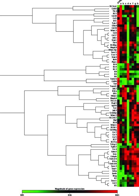 Clustergram Gene Expression Profile Of Cytokines Chemokines And