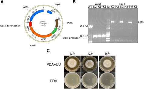 Deletion of ku70 gene in ΔpyrG mutant by marker-free CRISPR/Cas9 ...