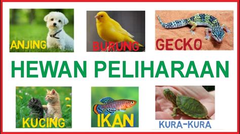 Belajar Menulis Membaca Dan Menggambar Hewan Hewan Peliharaan Untuk