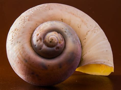 Schneckenhaus Schnecke Muschel Kostenloses Foto Auf Pixabay Pixabay