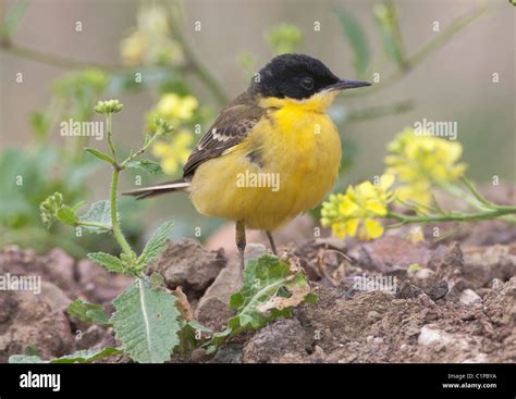 Black Headed Wagtail Hi Res Stock Photography And Images Alamy