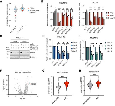 Fbxl Is A Vulnerability In Aml And Unmasks Proteolytic Cleavage As A