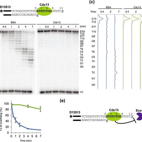 Schematic Illustration Of The Dna End Protection Assay Depa On The 3′ Download Scientific