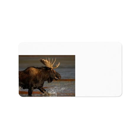 Bull Moose Label | Zazzle | Bull moose, Bull, Moose