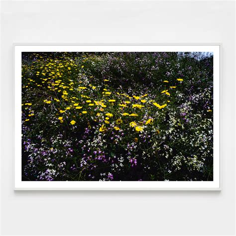 Western Wildflowers Series Entry 4 Photograph Dde