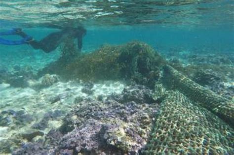 The Impacts Of Ghost Nets On Coral Reefs