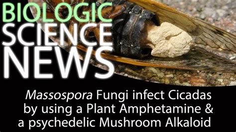 Science News Massospora Fungi Infect Cicadas By Using A Plant