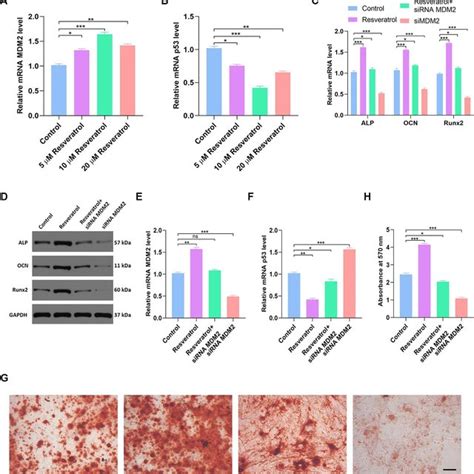 Resveratrol Partially Reverses P53 Induced Inhibition Of Osteogenic