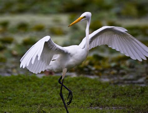 Feather Tailed Stories Great Egret Great Blue Heron