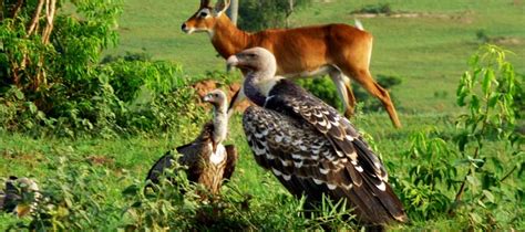 11 Days Birding Uganda Safari Bird Watching And Wildlife Adventures