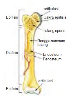 Bentuk Bentuk Tulang Pada Manusia