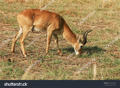 Lechwe Waterbuck Kobus Leche Puku Moorantilope South Africa Stock