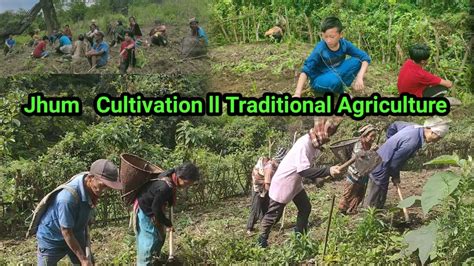 Village Life Vlogs Part1 Jhum Cultivation In Arunachal Pradesh Ll