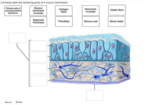 Solved Correctly Label The Following Parts Of A Mucus Membrane