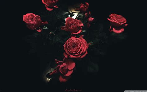 Dark Rose Wallpapers - Top Free Dark Rose Backgrounds - WallpaperAccess