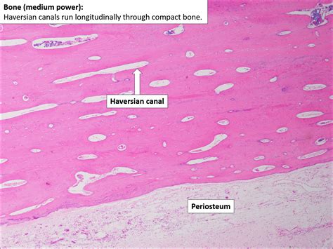 Bone Histology