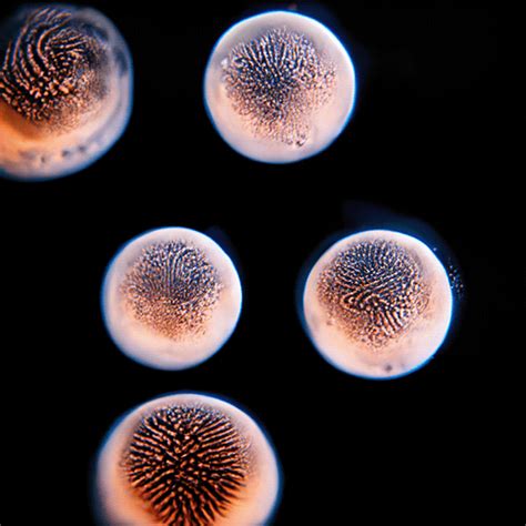 Cymatics on Behance