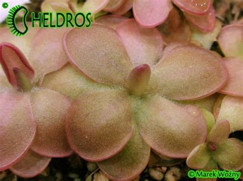 TŁUSTOSZ Pinguicula spec GUATEMALA 3100 m n m Heldros pl Heldros