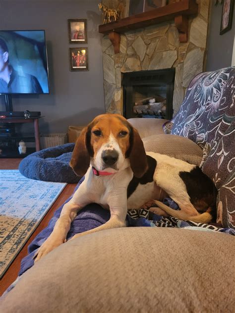 Dog adoption in Greenville, SC 29607: Beagle / Mixed Dog "Cami"
