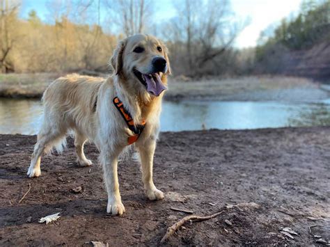 What’s The Best Golden Retriever Harness? - Dogs of Australia