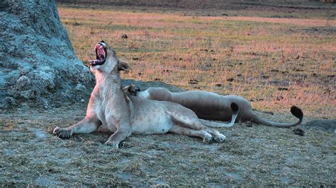 Nature and Wildlife – Visit Malawi