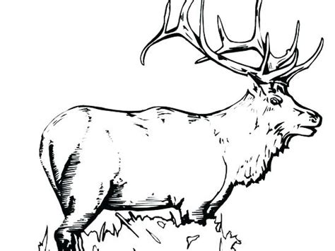 Bull Elk Coloring Pages At GetColorings Free Printable Colorings