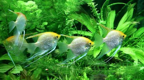 Pterophyllum Scalare Var Gold Aquarium