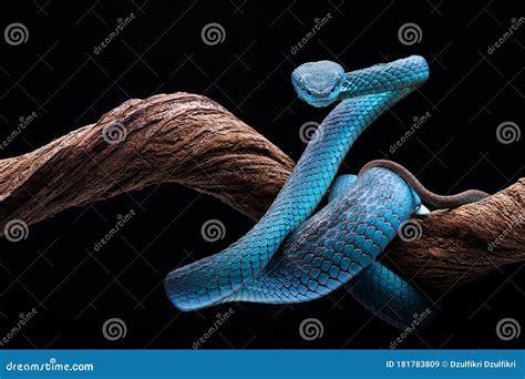 Blue Viper Snake Closeup Face Head Of Viper Snake Royalty Free Stock