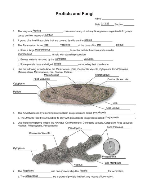 Protists Worksheet Protists And Fungi Name