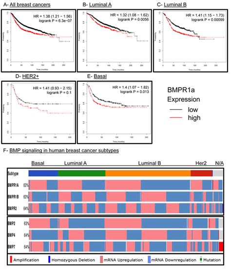 Deletion Of The Bmp Receptor Bmpr1a Impairs Mammary Tumor Formation And