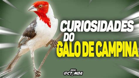 Galo De Campina Ou Cardeal Do Nordeste Saiba Mais Sobre Essa Ave