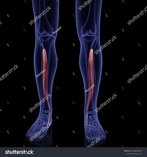 466 Tibialis Posterior Muscle Images, Stock Photos & Vectors | Shutterstock