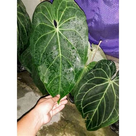 Jual Anthurium Kuping Gajah Kuping Gajah Besar Kuoing Gajaah Batang