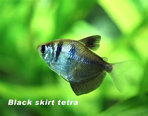 How To Identify A Tetra Is A Boy Or A Girl Hygger