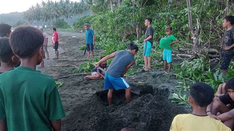 Seekor Dugong Besar Mati Di Laut Morotai Mongabay Co Id