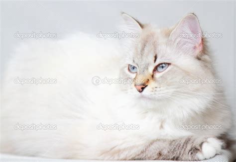 White Cat Of Siberian Breed At One Years Stock Photo By Endomass