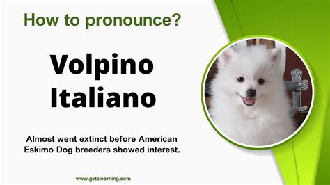 How To Pronounce Volpino Italiano In English Correctly YouTube